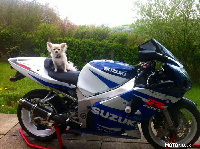 Nigdy nie zostawiaj swojego motocykla, bez profesjonalnej opieki – Ogar mojej dziewczyny i Suzuki GSXR 600 