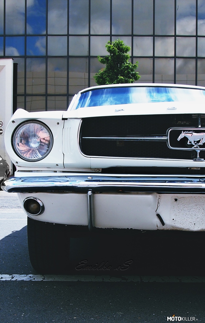 Mustang Fastback – Raczej mało spotykany Fastback z 1964 roku. 