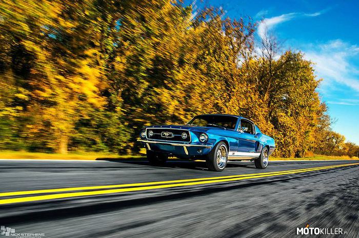 Mustang GT390 –  