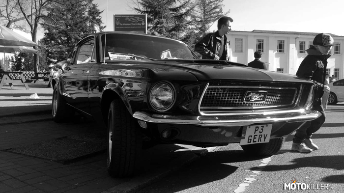 Mustang – Napotkany w Poznaniu na imprezie 