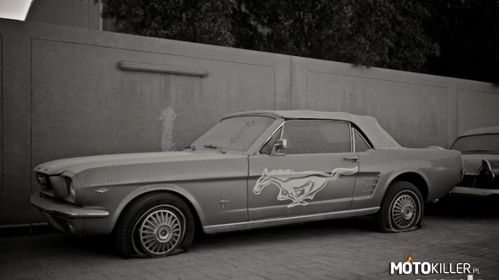 Mustang – Kolejny piękny samochód porzucony w Dubaju! 