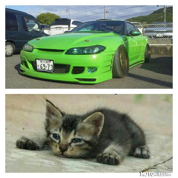 Silvia vs Cat –  