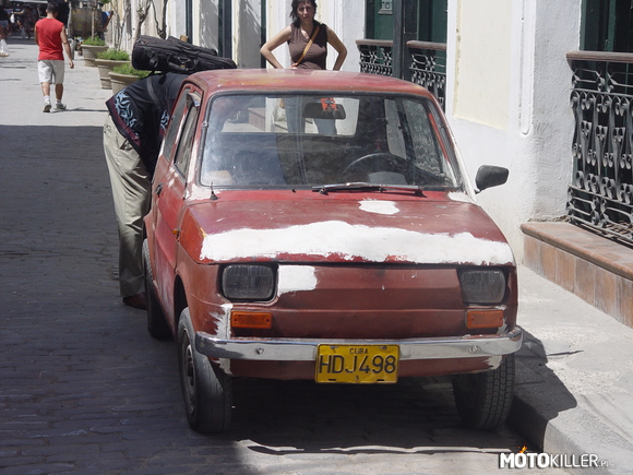 Malacz na Kubie – U nas już gatunek wymierający, ale na Kubie można często spotkać takiego Malacza 