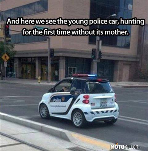 Na poprawę humoru – Tłumaczenie:
A tutaj mamy młody wóz policyjny polujący po raz pierwszy sam, bez matki 
