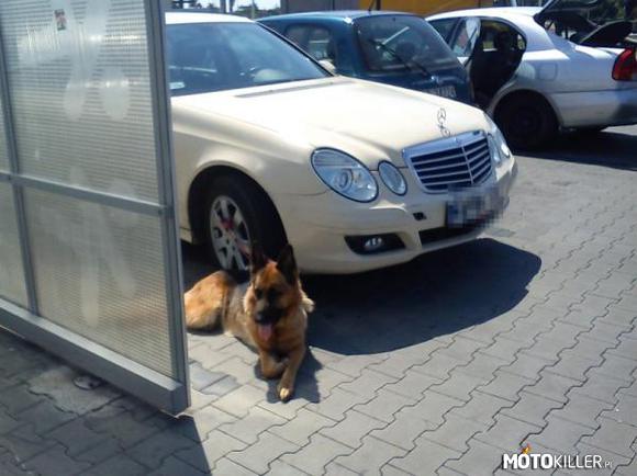 Biedny piesek... – ja się pytam... jak kurka można przywiązać psa do kola od samochodu i sobie pójść?! Jak się nie umie opiekować psem, to po co go kupował? 