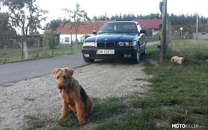 Ucieszone mordki – Moje e36 i pies myśliwski znajomka. 