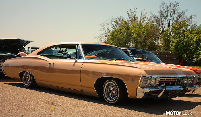 Gold Impala –  