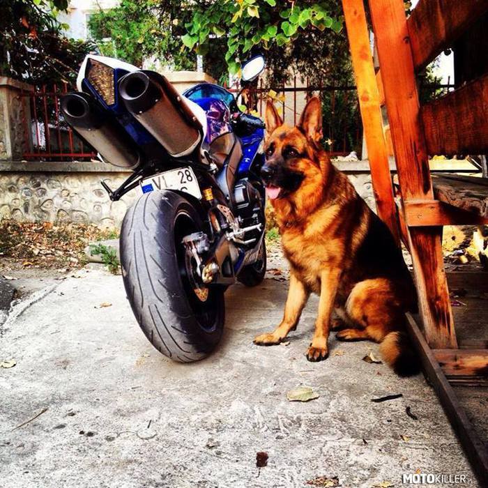Moto i Pies – Dwójka najlepszych przyjaciół faceta 
