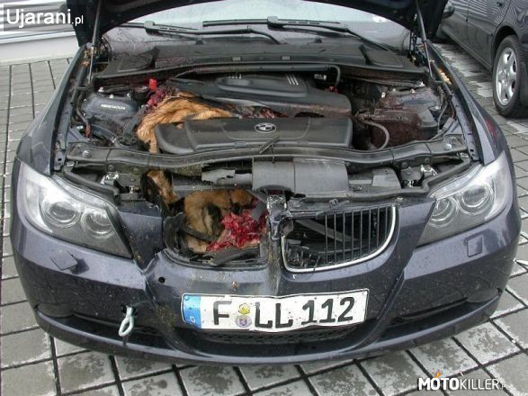 BMW – Jak zmieścić psa w nerke ? - jak najszybciej.

Niemiła przygoda. 