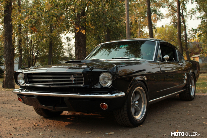 1966 Ford Mustang fastback &quot;Charlotte&quot; –  