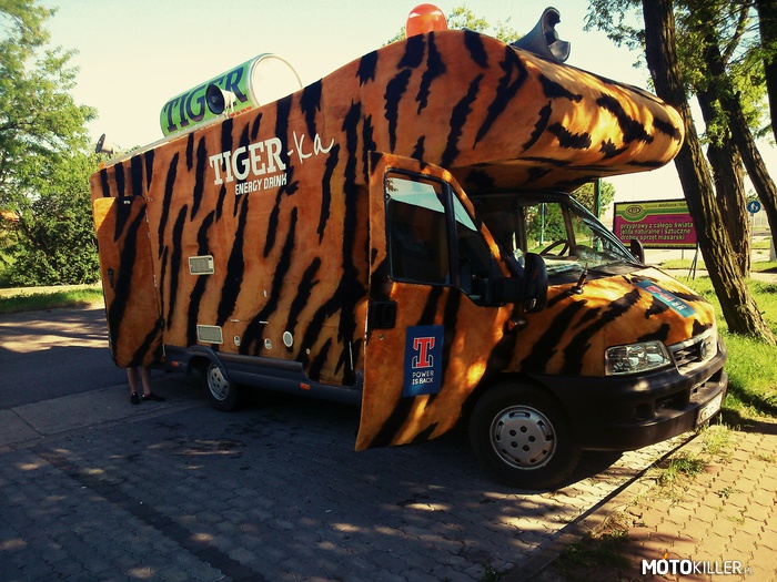 Tiger – Puchatego busa jeszcze chyba nie było 