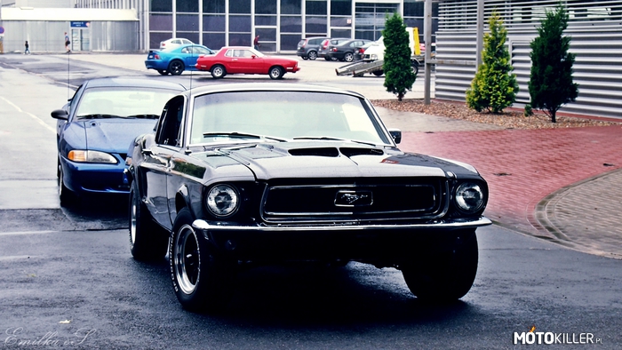 Mustang – Na pierwszym planie Fastback z 1968 roku, tuż za nim Ford Mustang IV SN95, a dalej w tle czerwony Ford Mustang II 1974 rok i niebieski Ford Mustang V 2011 r. 