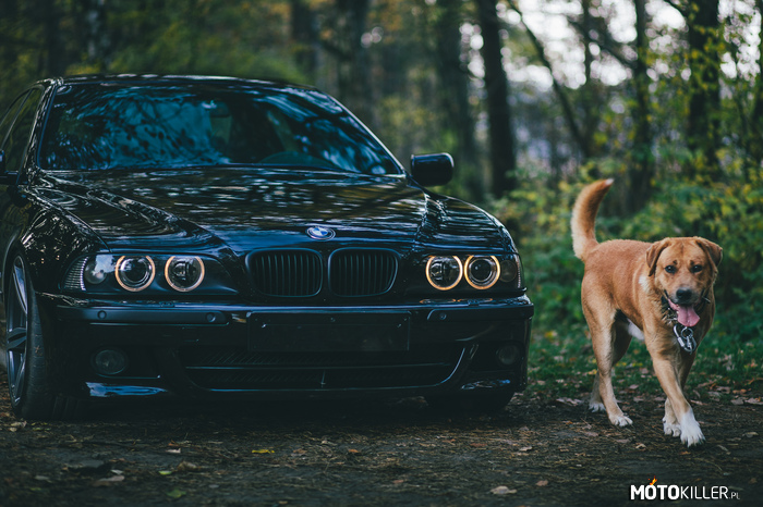 E39 – Przepiękne BMW E39, zakochałem się... 