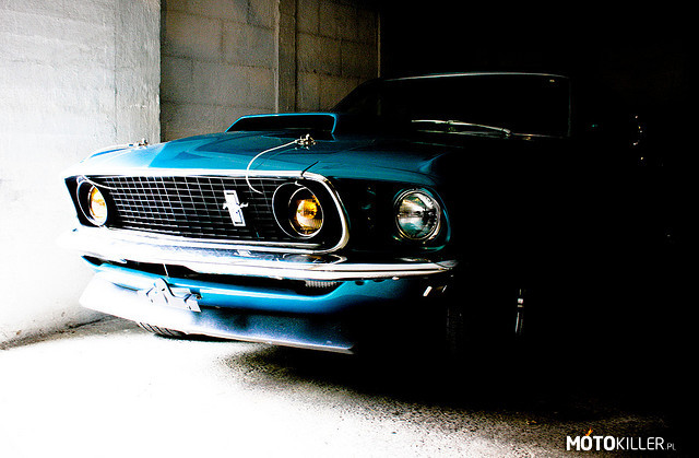 Nieśmiały Mustang –  