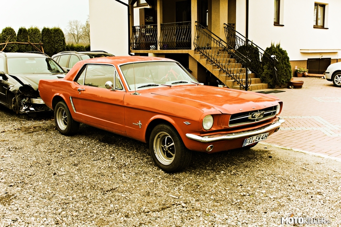 Ford Mustang – Rocznik 65 