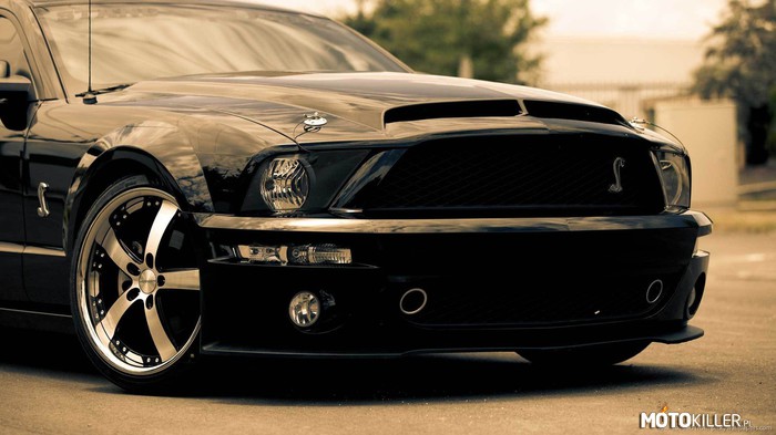 Shelby –  
