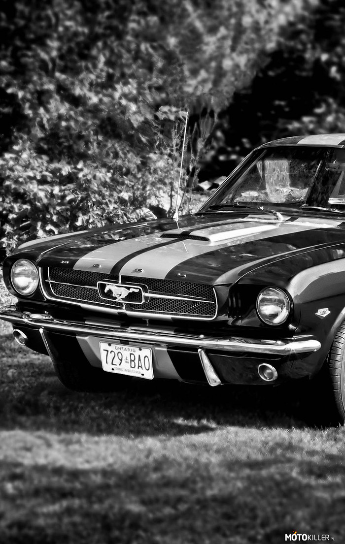 1965 Ford Mustang Fastback –  