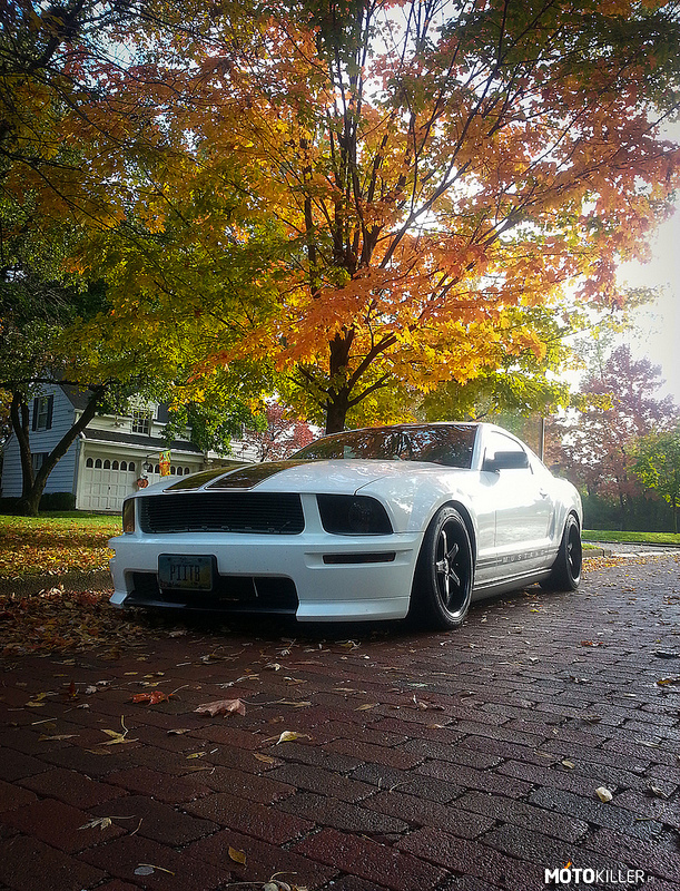 Mustang GT – Nie wiem jak inni uważają ale ja uważam iż białe samochody są o wiele ładniejsze. 