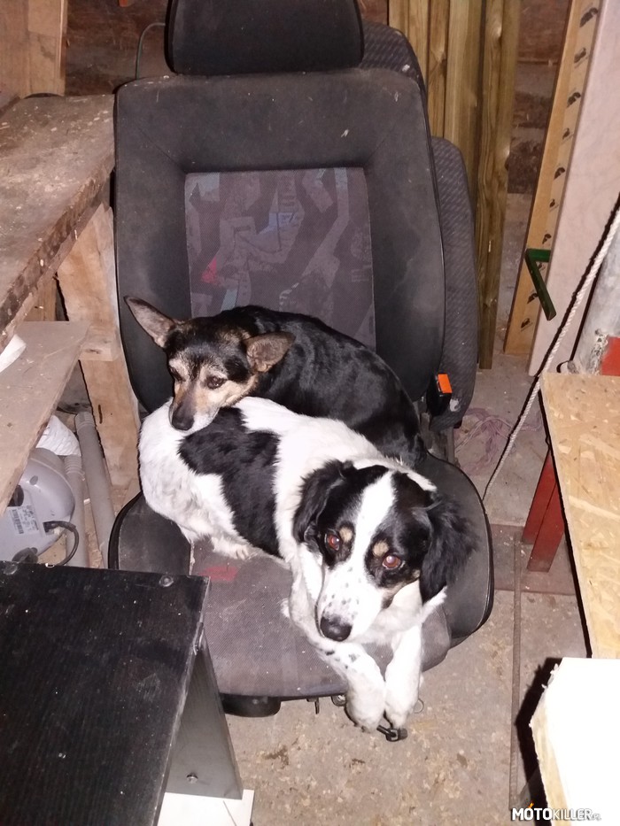 Psy Motokillera – Moje psy wolą spać na fotelu z Golfa niż w swojej budzie. 