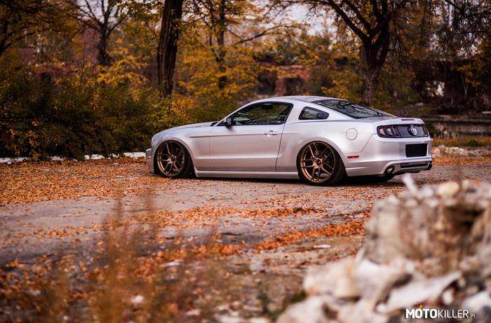 Mustang –  
